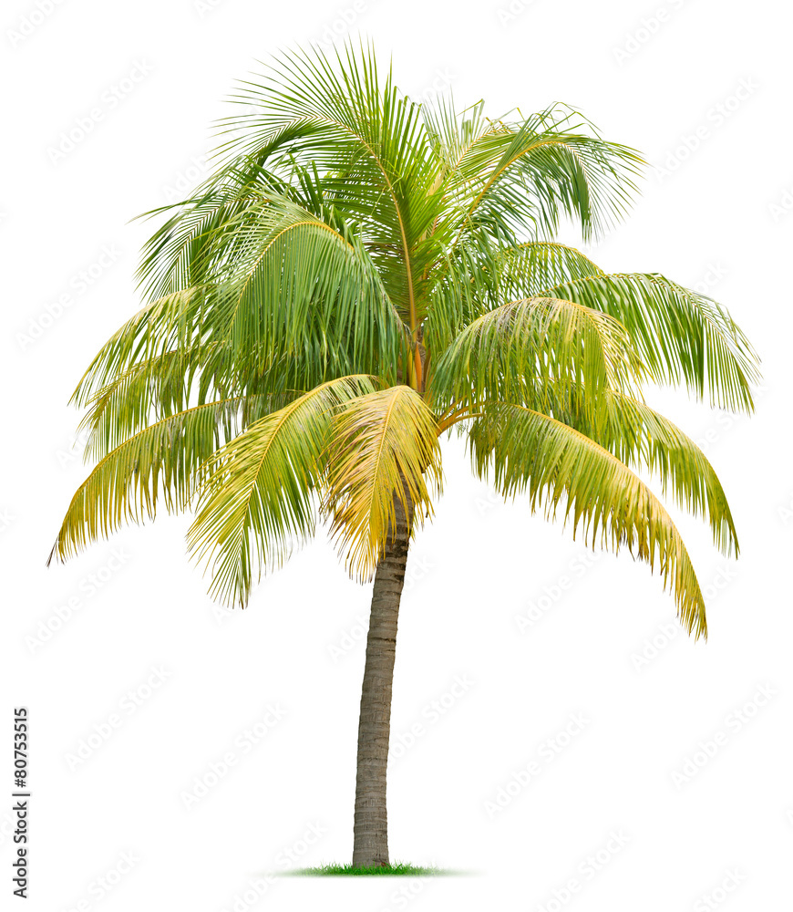 Fototapeta premium Coconut tree
