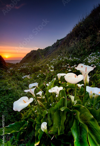 Wild Calla Lilly on Californai coast photo