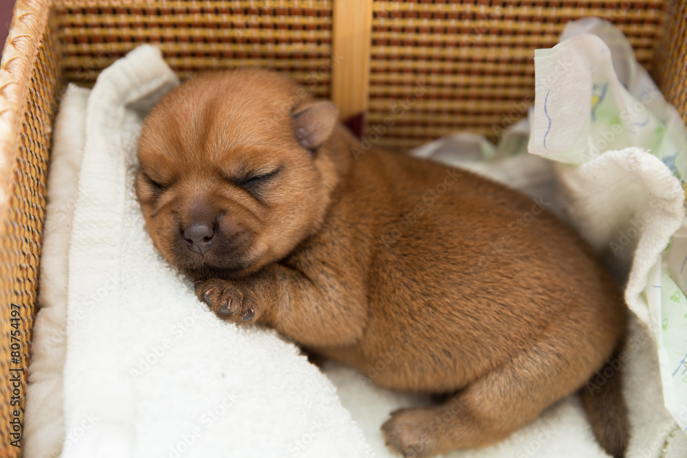 Newborn puppy