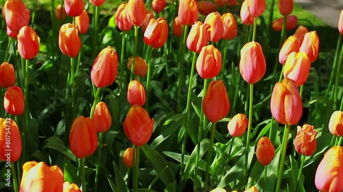 The buds of tulips in the meadow