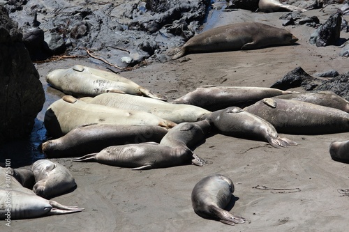 Elephant seals in California