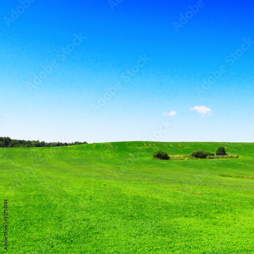 Meadow with blue sky