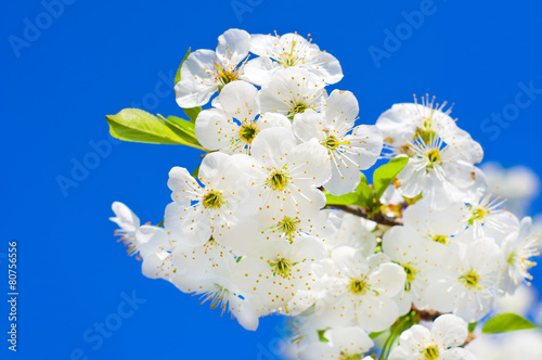 Branch of spring white fruit tree