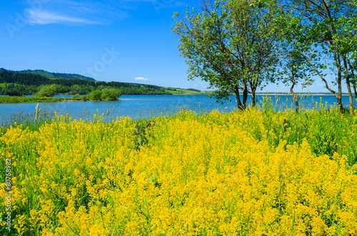 Meadow with rapeseed flowers at Czorsztynskie lake  Poland