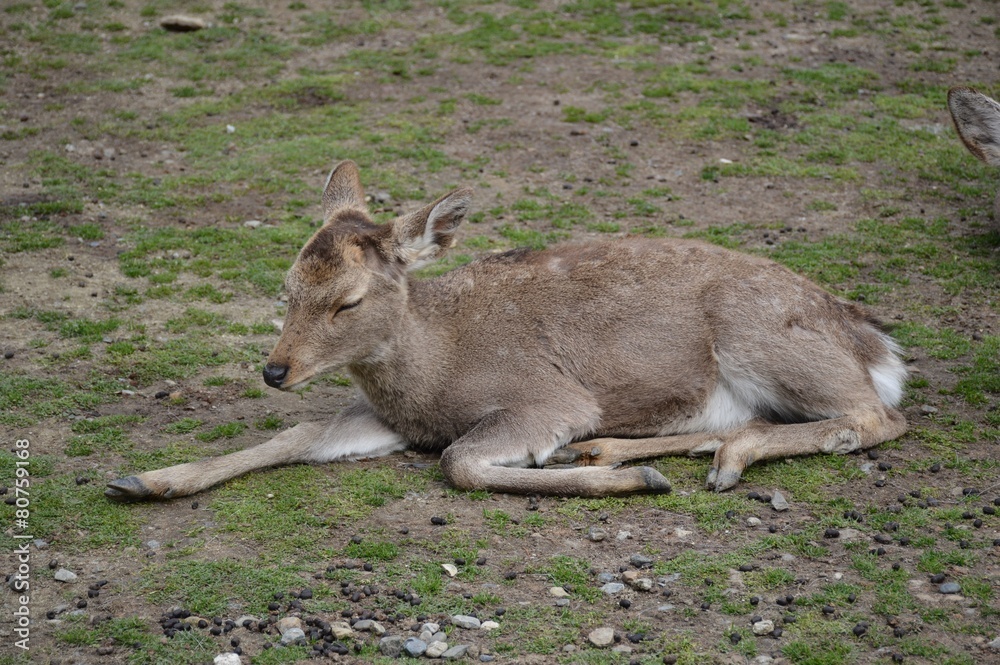 Fototapeta premium Reh am Todai-ji Tempel in Nara, Japan