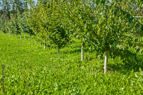 young apple trees in garden