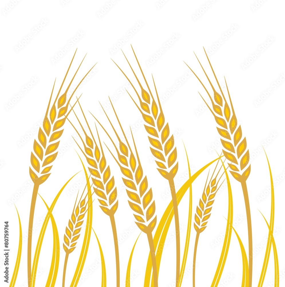 Field of Wheat - illustration Field of Wheat - illustration