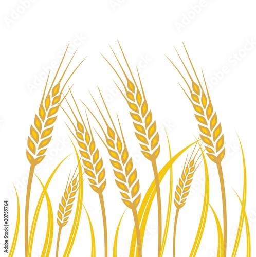 Field of Wheat - illustration