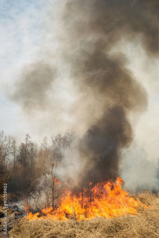 Big fire on agricultural land near forest