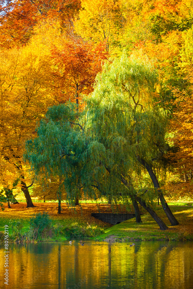 Water with autumn trees in park