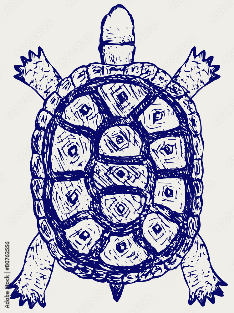 Fototapeta premium Land turtle. Testudo hermanni. Doodle style
