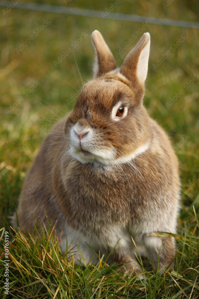 Fototapeta premium Braunes Kaninchen im Gras