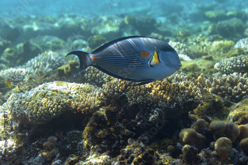 Underwater world. Photo of a tropical fish