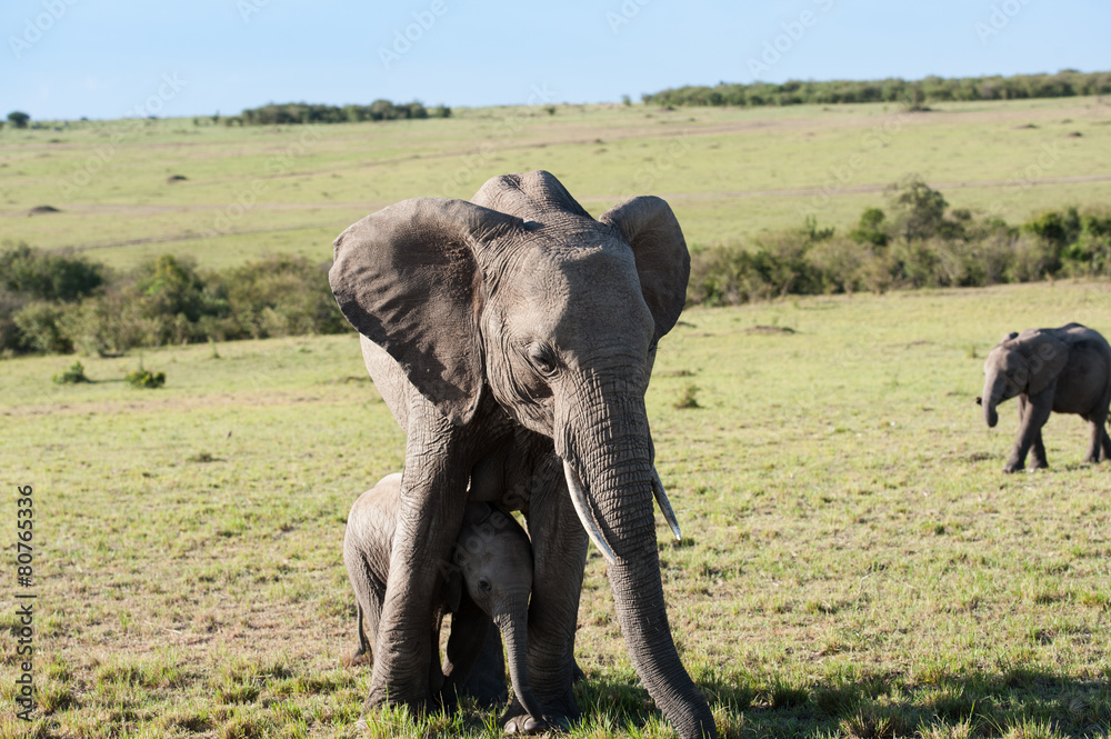 Obraz premium elephant