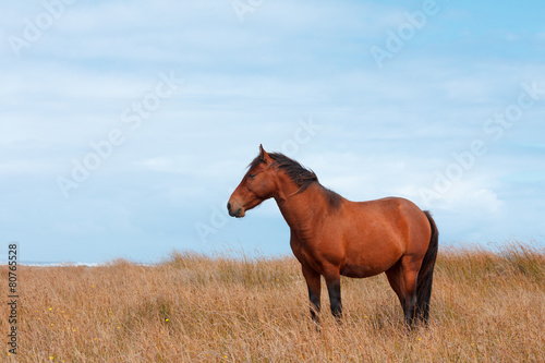 Wild horse in the field on ocean shore