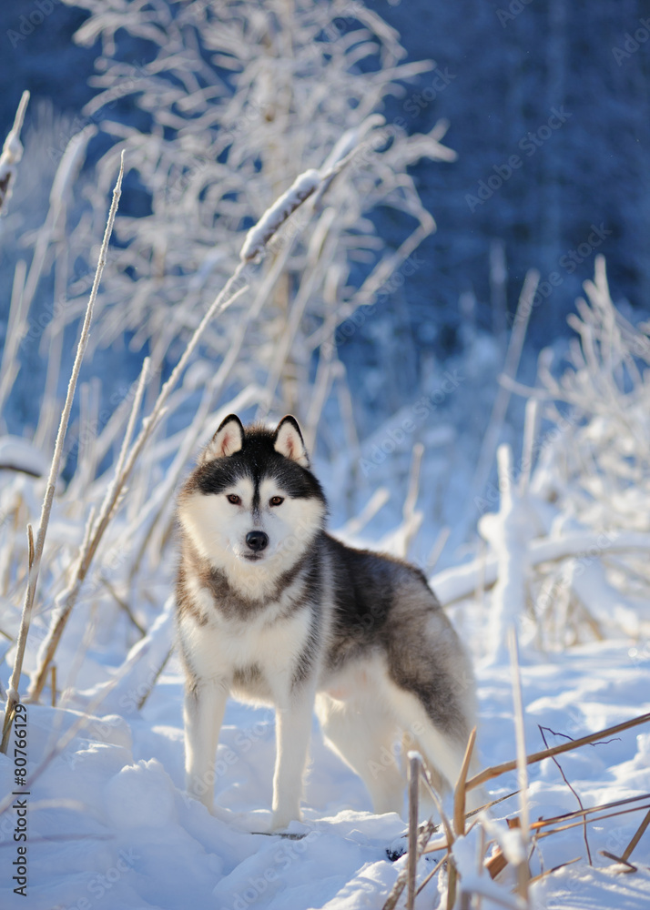 Siberian husky on the background of trees with snow