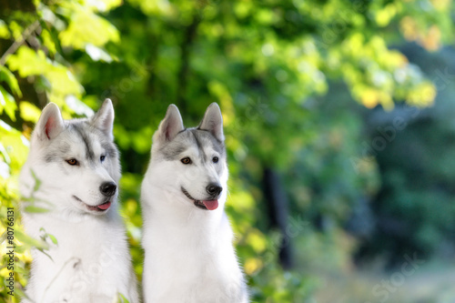 Two Siberian Huskies in autumn park