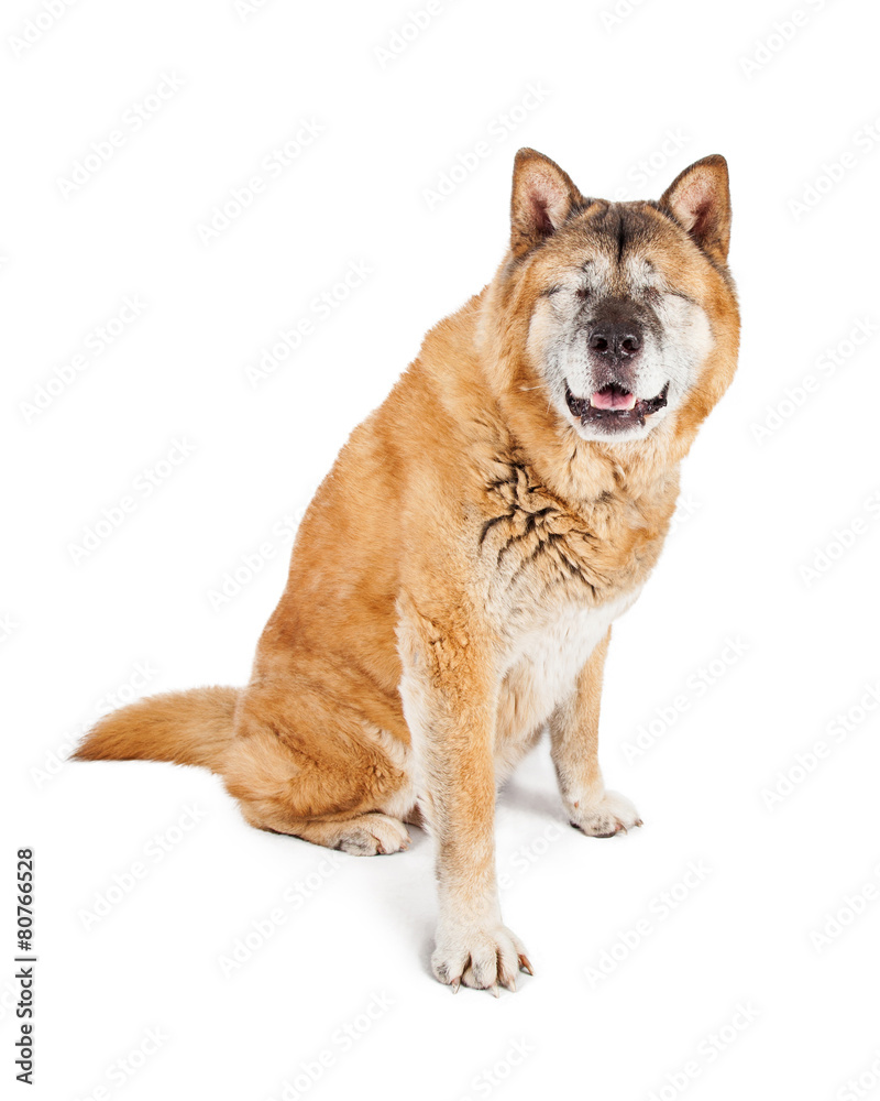 Blind Akita Dog Sitting