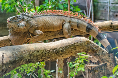 Iguana sleeping on the branches