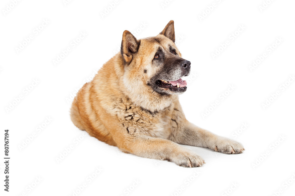 Large Akita Dog Laying Lookng to Side
