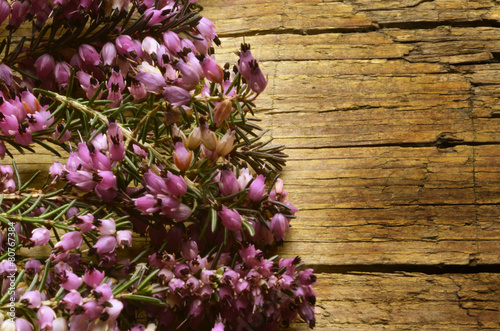 Erica Heath Heidekräuter Lyng Wrzosiec flower Эрика خلنج