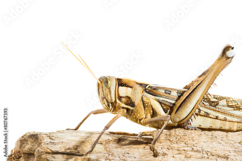 Big Grasshopper on white background