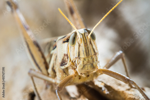 Close up of Big Grasshopper © skynet