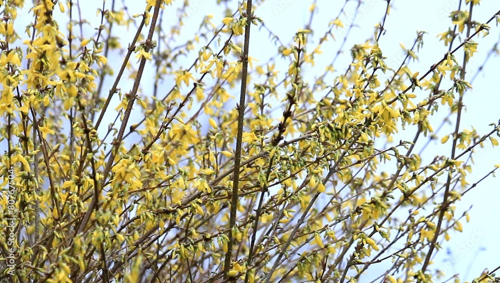 forsythia flowers in full bloom , yellow, springtime forsythia flowers in full bloom , yellow, springtime