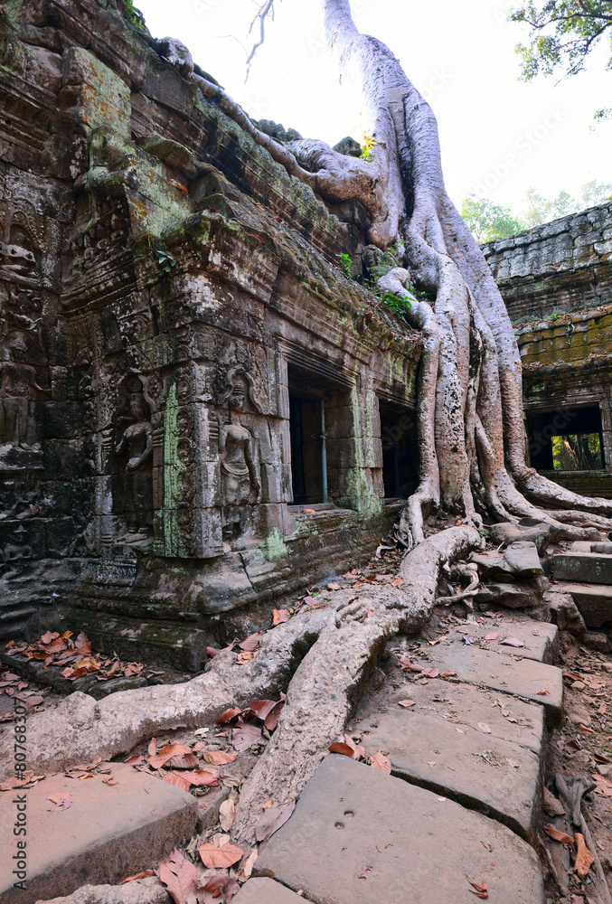 Fototapeta premium Ta Prohm temple with big tree and roots.