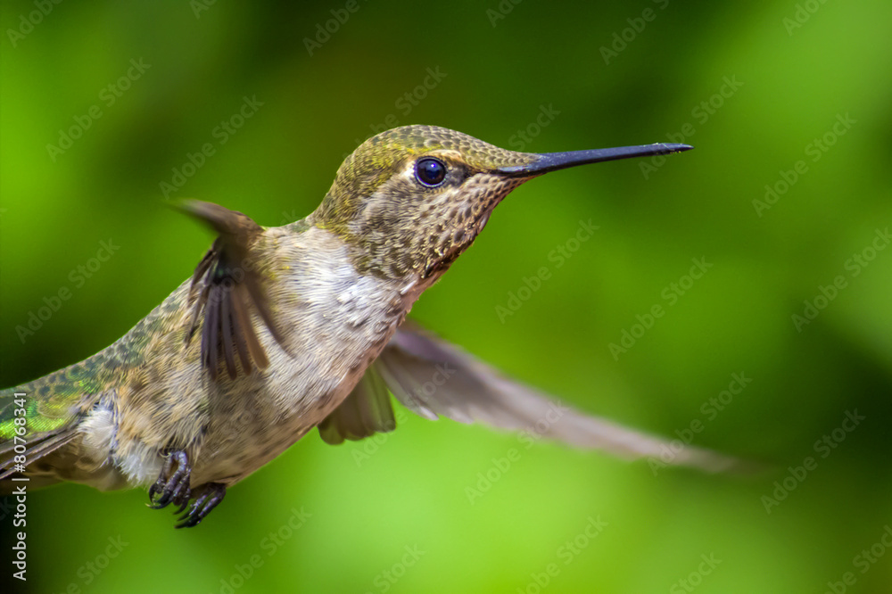 Obraz premium Anna's Hummingbird