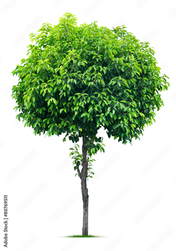 Tree on white
