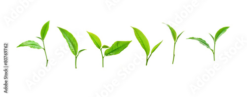 Green tea leaf isolated on white background. photo