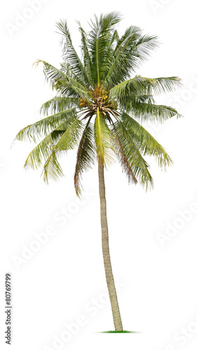 Coconut tree