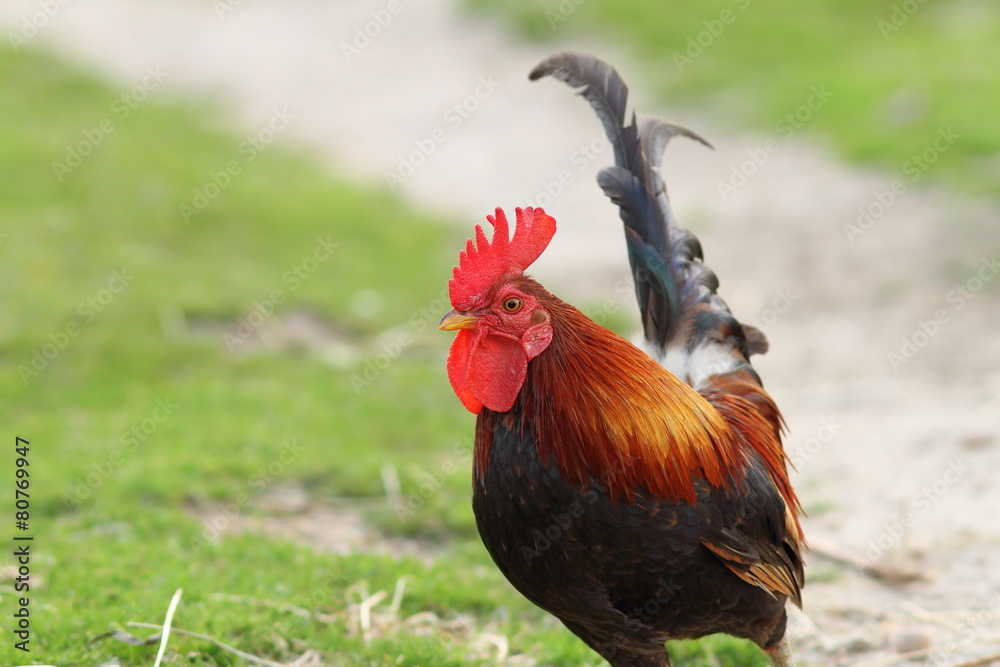 colorful rooster coming towards camera