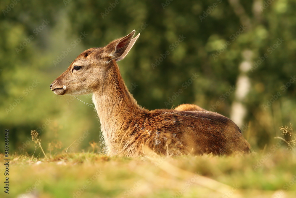 deer calf standing on meadow