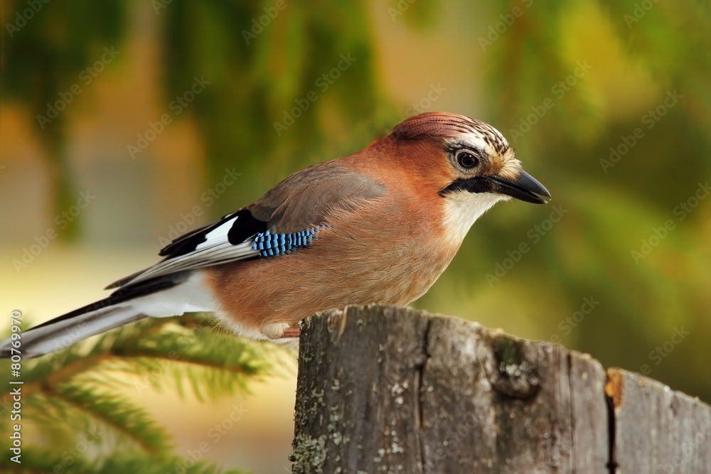 eurasian colorful jay eurasian colorful jay