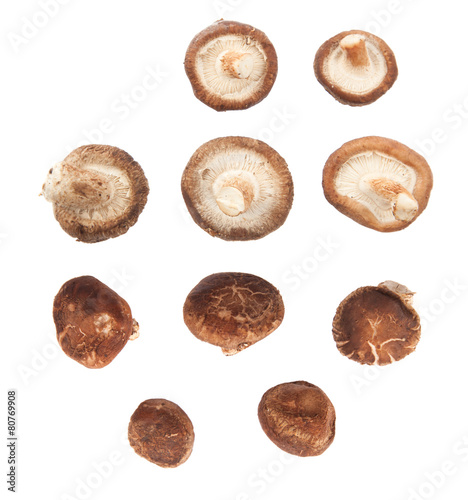 Wallpaper Mural Mushroom on white background Torontodigital.ca