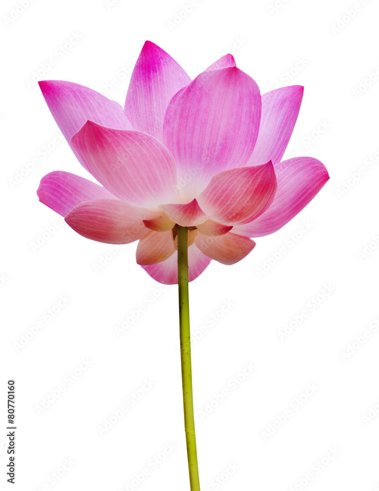 lotus lotus