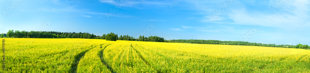 summer rural landscape a panorama with a yellow field