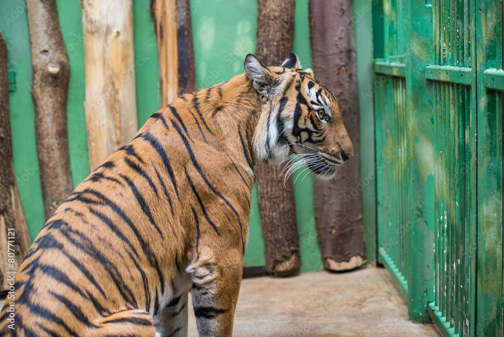 tiger in the zoo cage