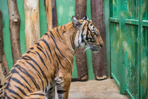 Obraz na płótnie tiger in the zoo cage w salonie
