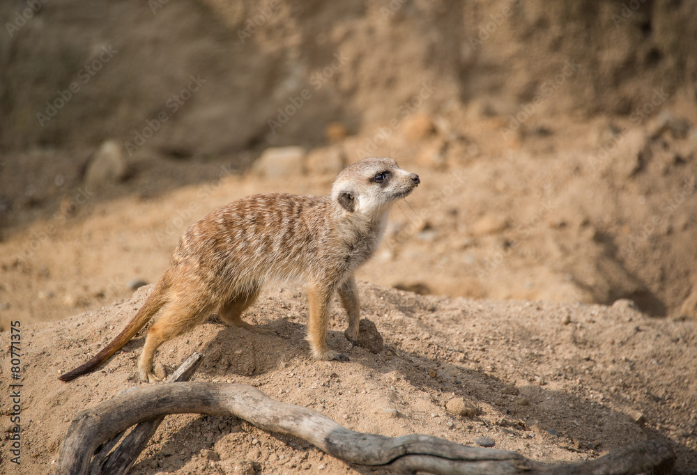 young suricate