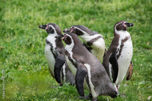 Obraz na płótnie Pinguins w salonie