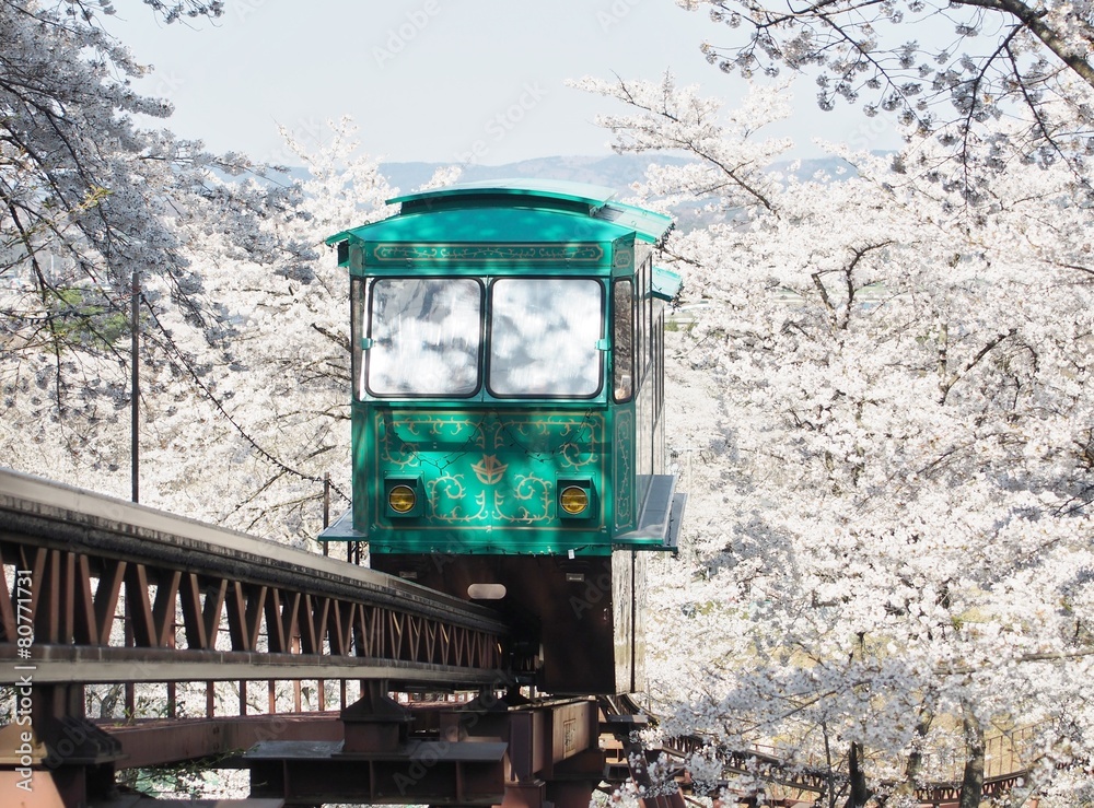 Fototapeta premium Slope car passing through tunnel of cherry blossom (Sakura)