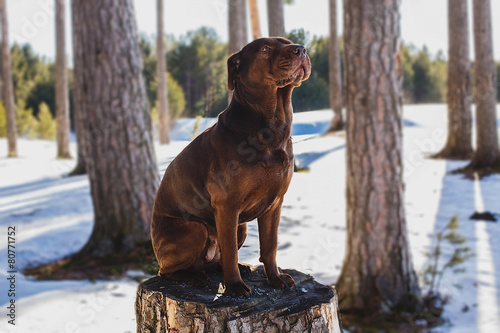 Dog in the forest