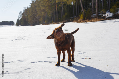 Dog shake its head