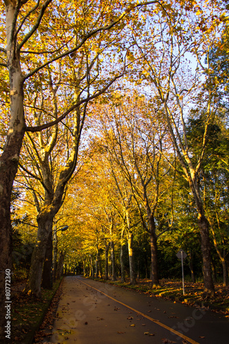 Tunnel from trees