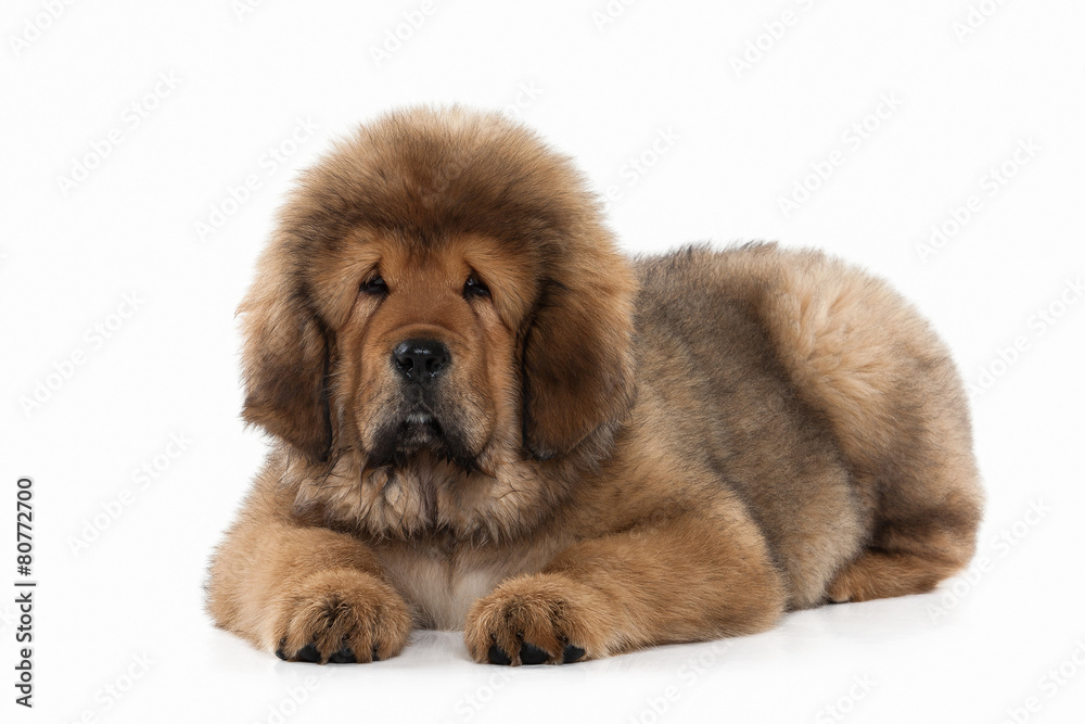 Dog. Tibetan mastiff puppy on white background Dog. Tibetan mastiff puppy on white background