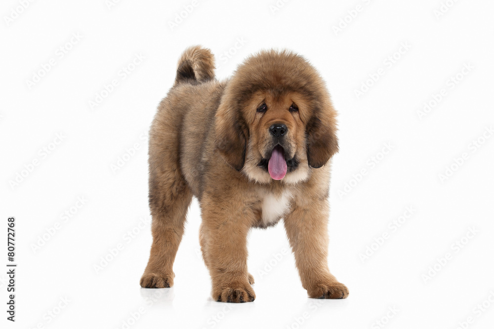 Dog. Tibetan mastiff puppy on white background