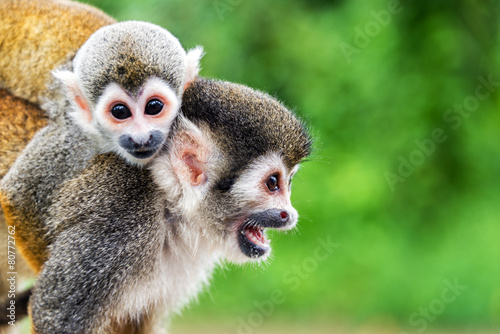 Squirrel Monkey Mother and Child photo